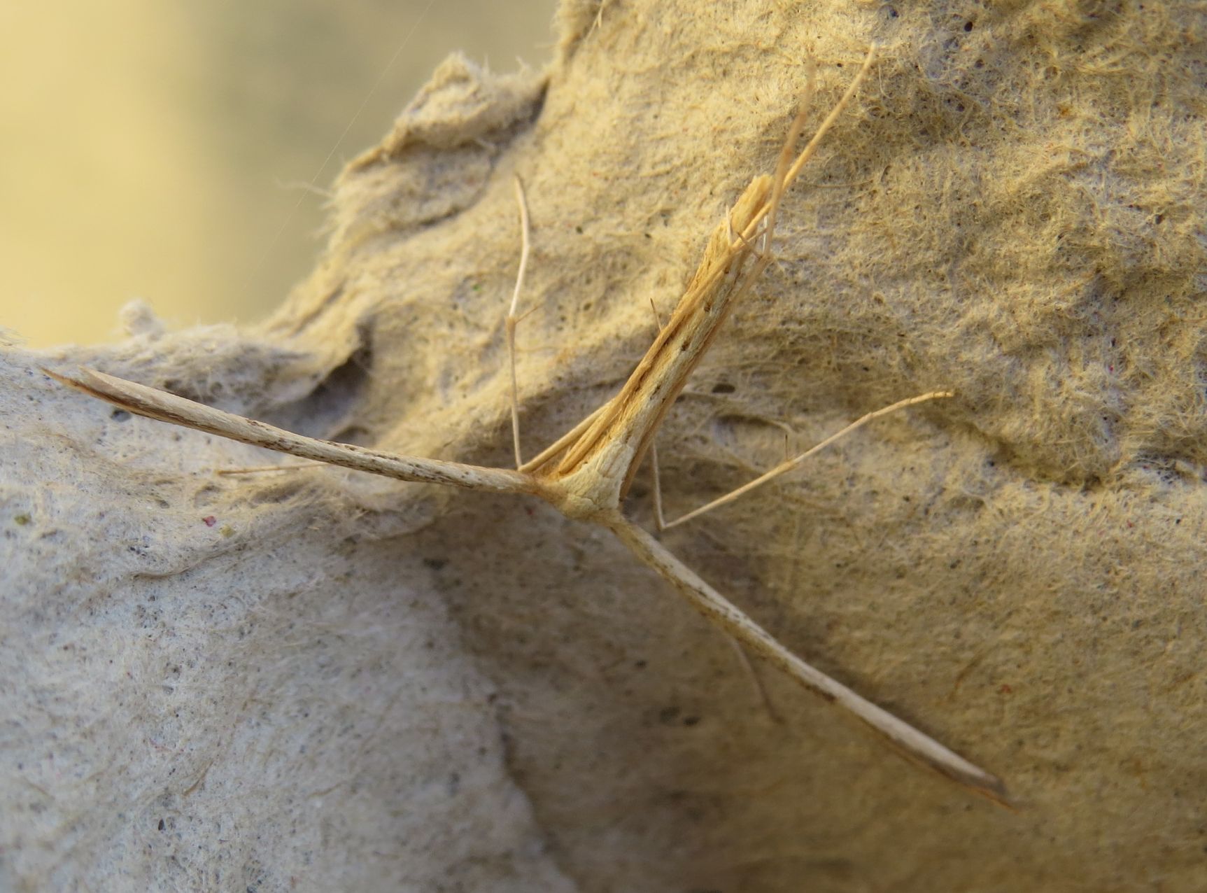 Platyptilia sp. (Sicilia). No, Emmelina monodactyla,  Pterophoridae